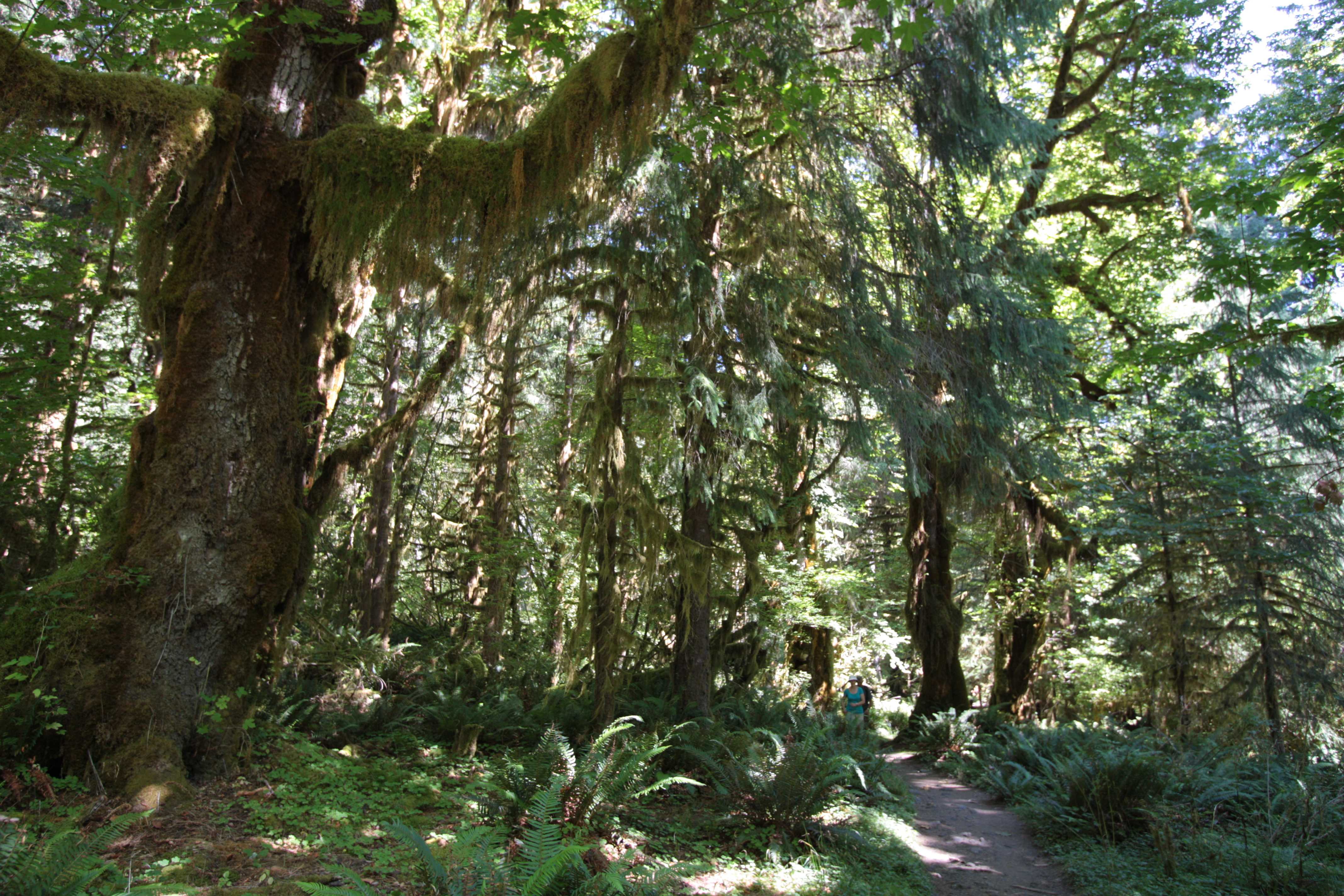 Olympic NP